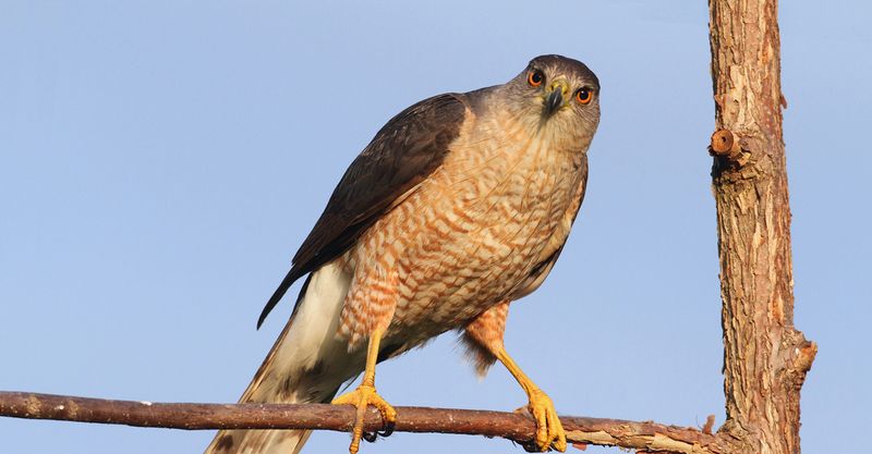 Cooper's Hawk