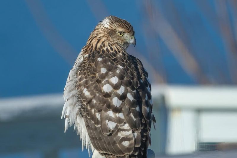 Cooper’s Hawk