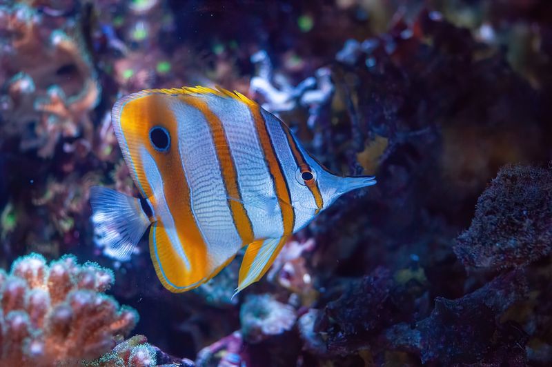 Copperband Butterflyfish