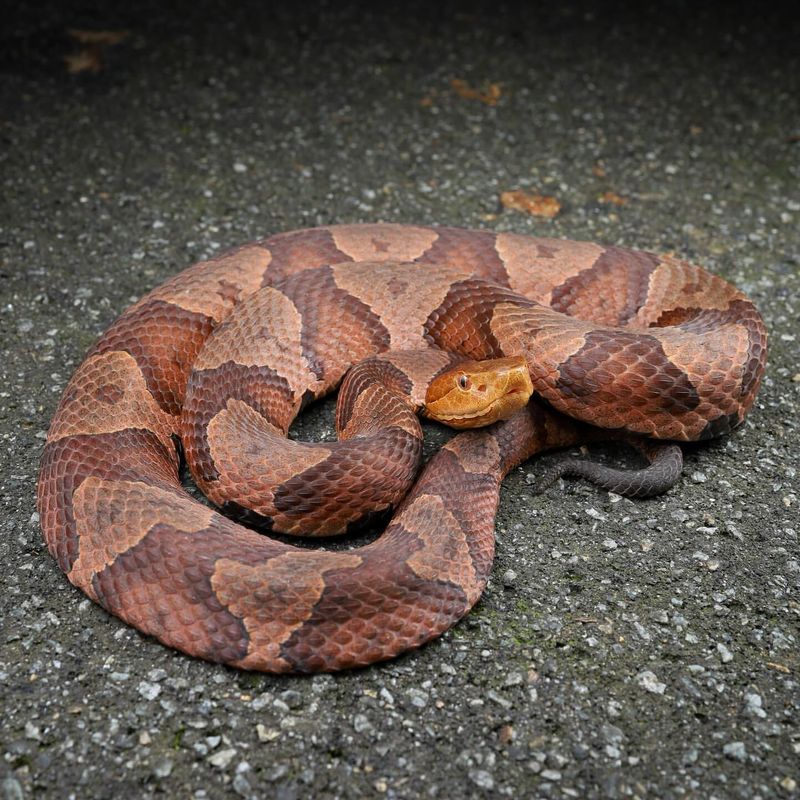 Copperhead Snake - Virginia