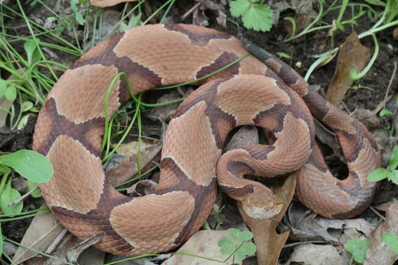 Copperhead Snake