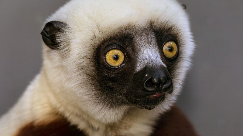 Coquerel's Sifaka