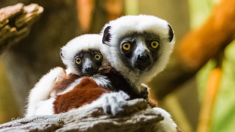 Coquerel's Sifaka