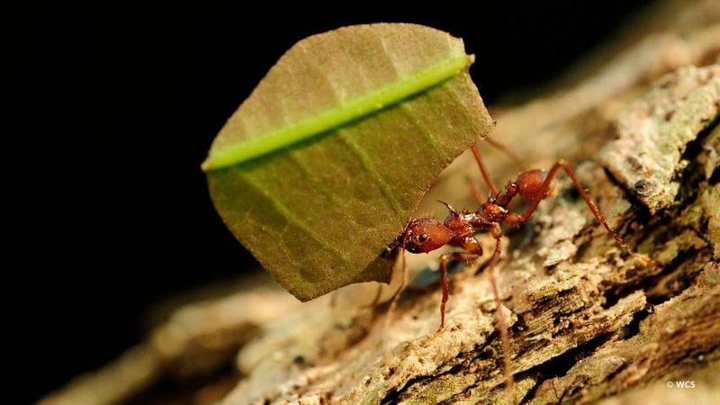 Leafcutter Ants And Fungi