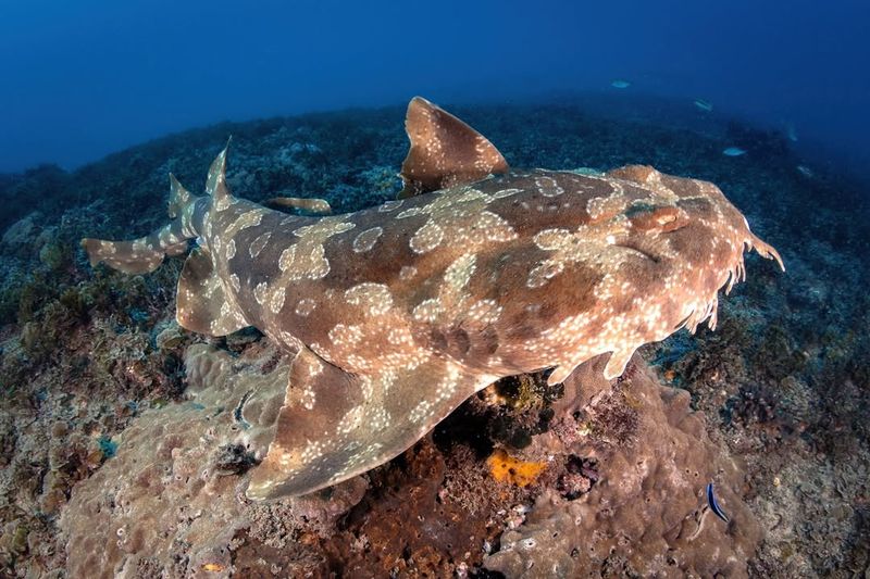 Wobbegong Shark