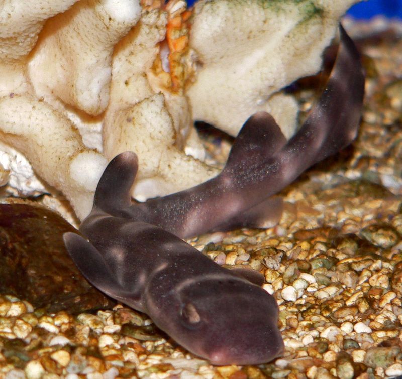 Coral Catshark