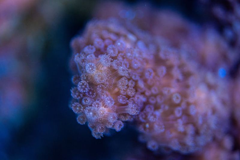 Coral Polyps