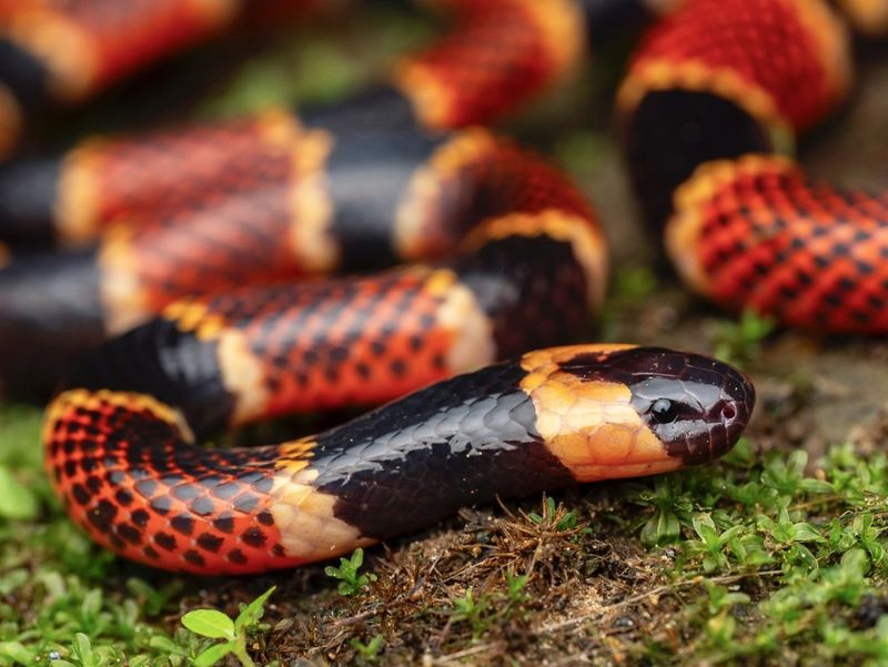 Coral Snake