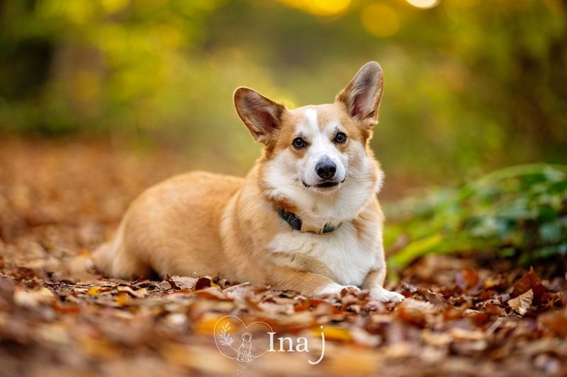 Corgi