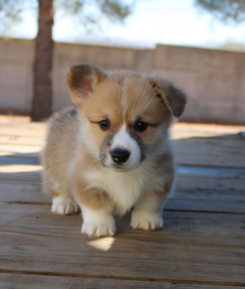 Corgi Puppy