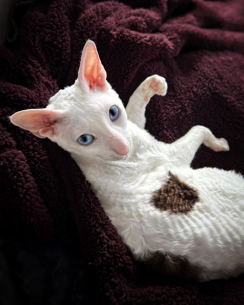 Cornish Rex