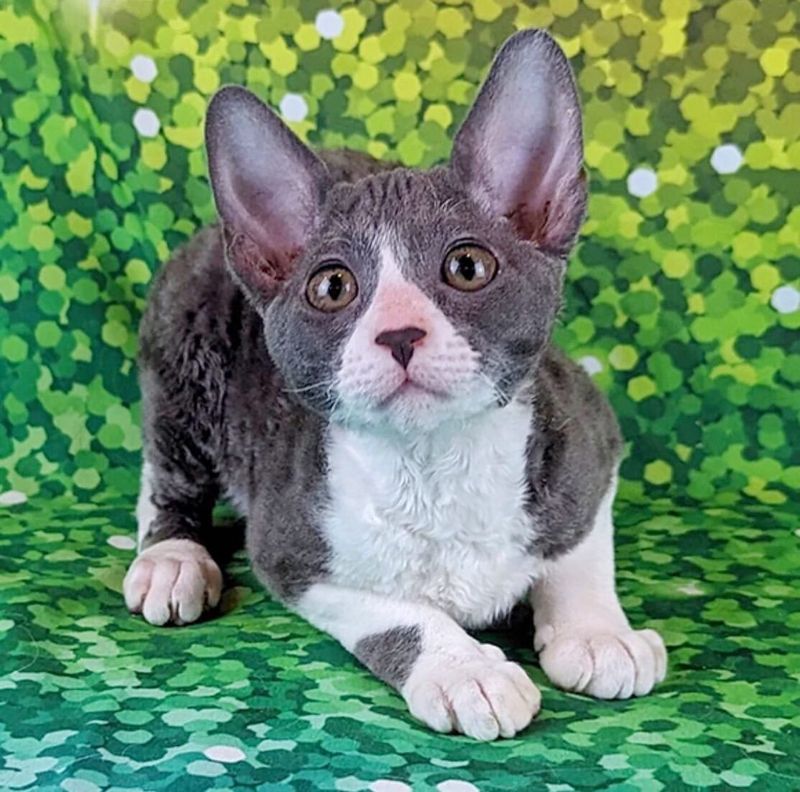 Cornish Rex