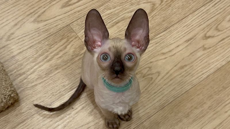 Cornish Rex Kitten