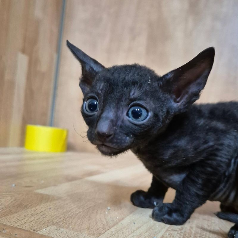 Cornish Rex