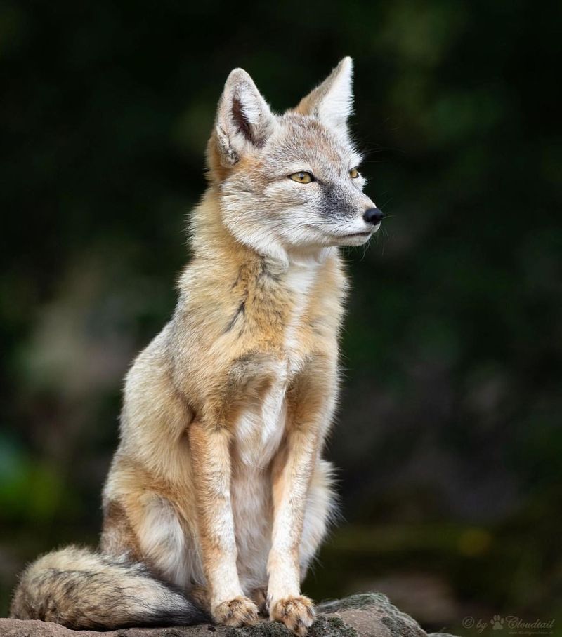 Corsac Fox