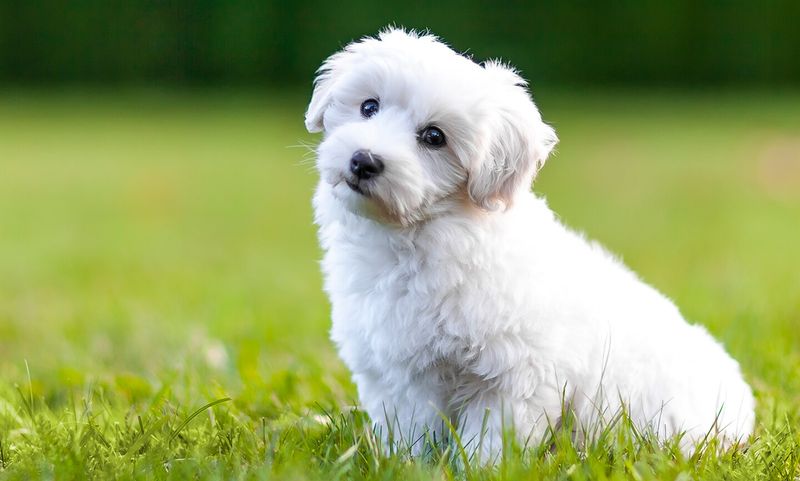 Coton de Tulear