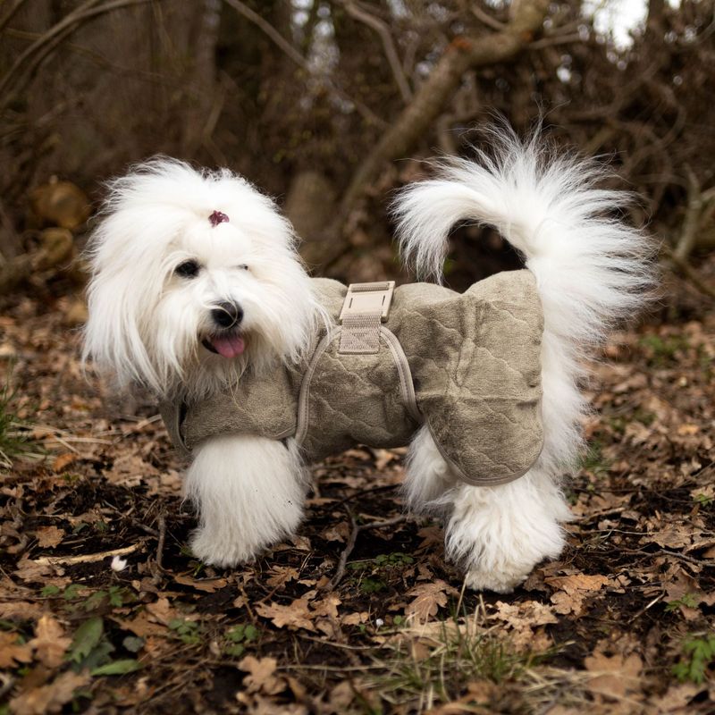 Coton de Tulear