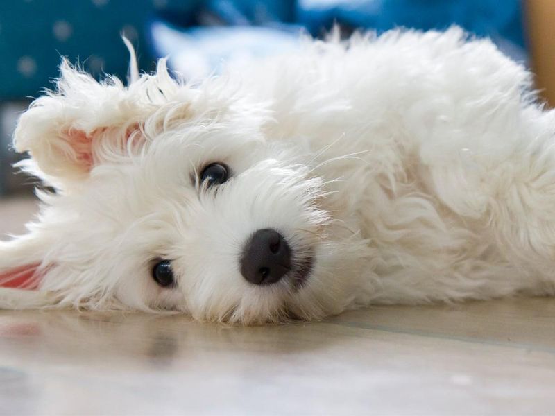 Coton de Tulear