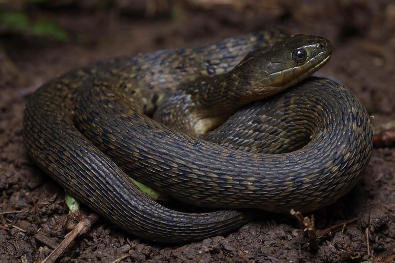 Cottonmouth - Arkansas