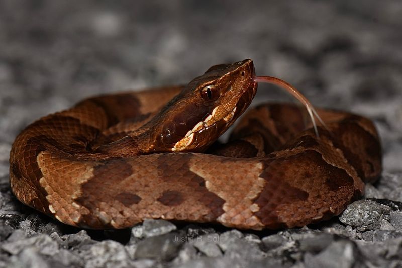 Cottonmouth Snake - Mississippi