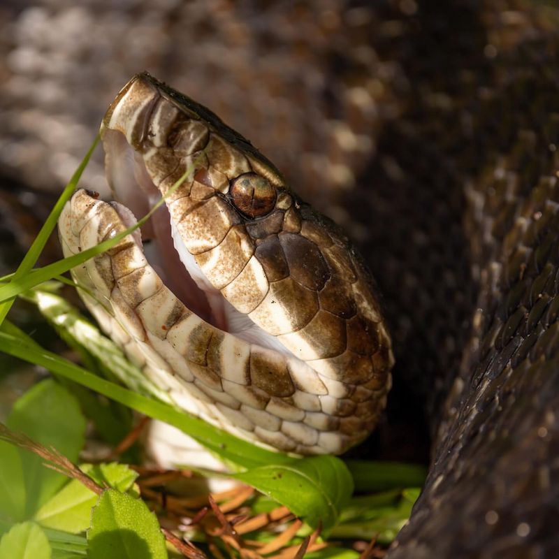 Cottonmouth (Water Moccasin)