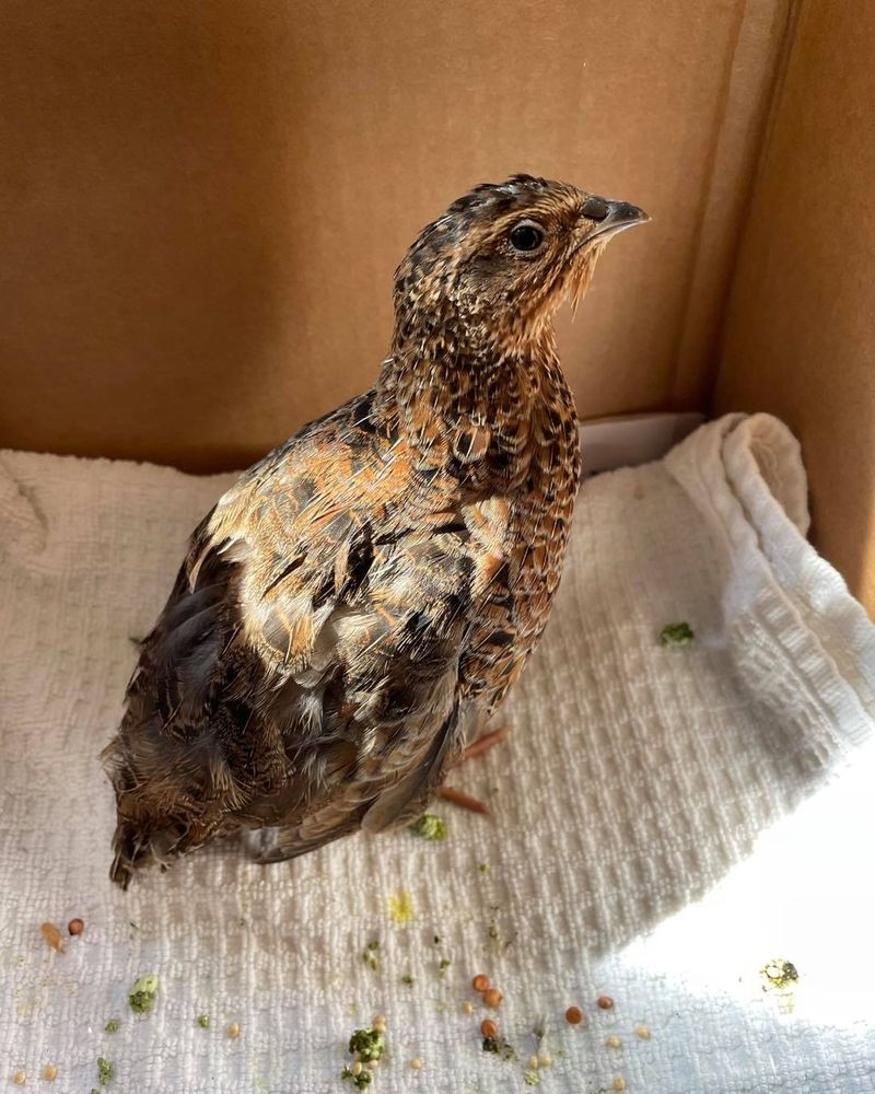 Coturnix Quail