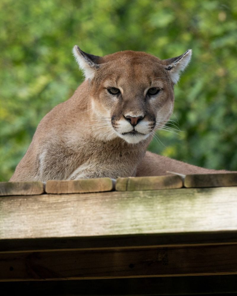 Cougar