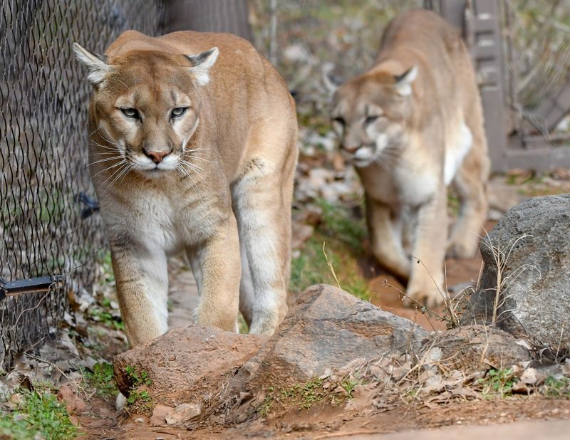 Cougar (Mountain Lion/Puma)