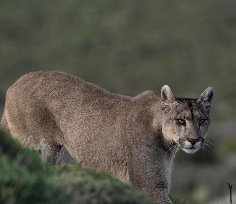 Cougar (Puma concolor)