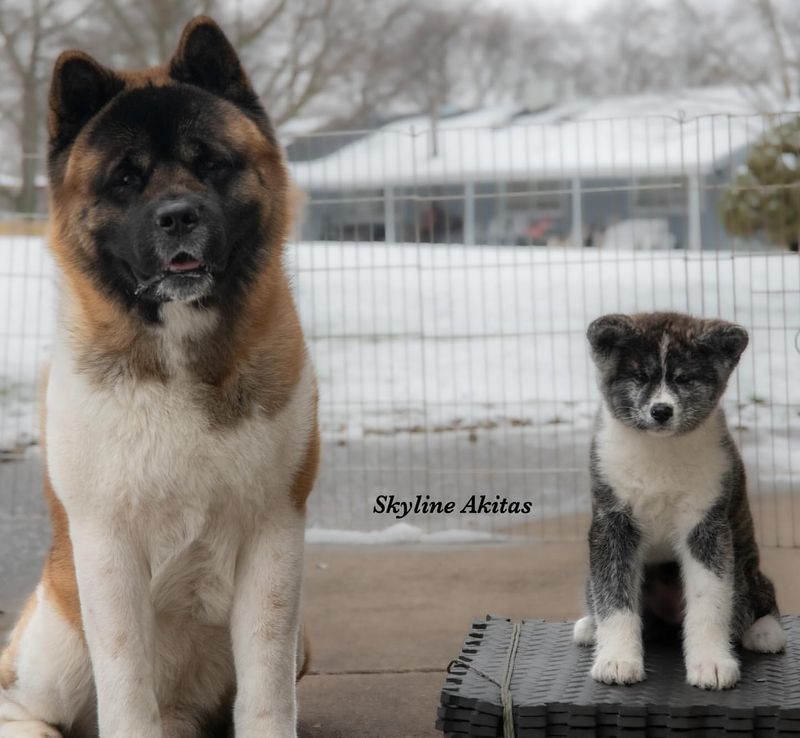 Courageous Guard Dogs