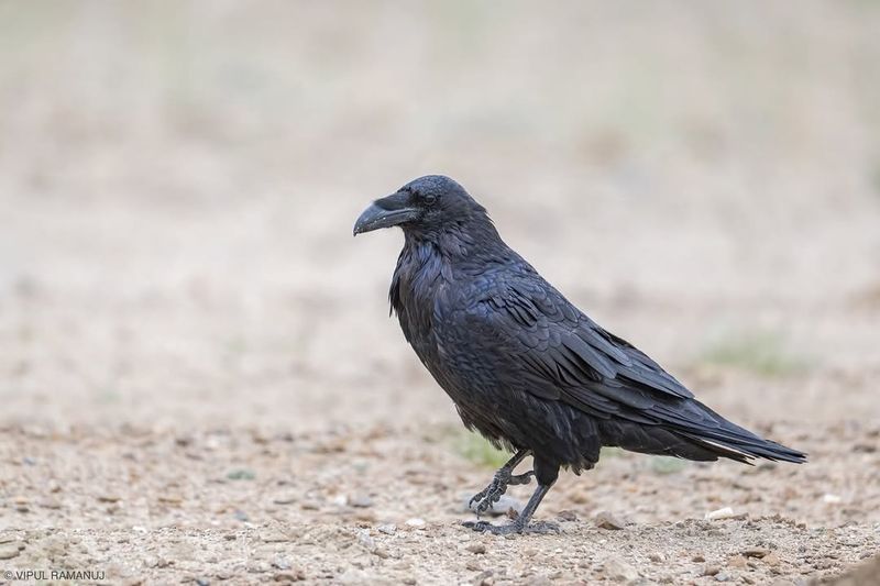 Raven – Problem-solving And Communication