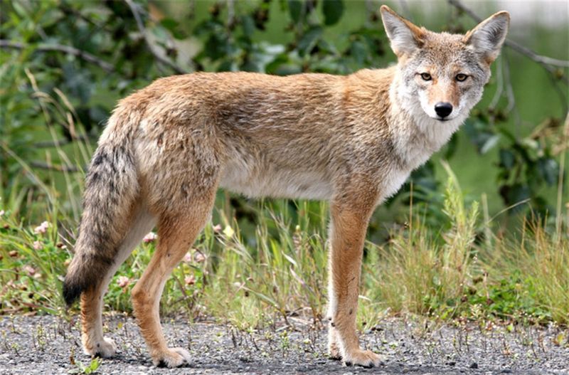 Coyote