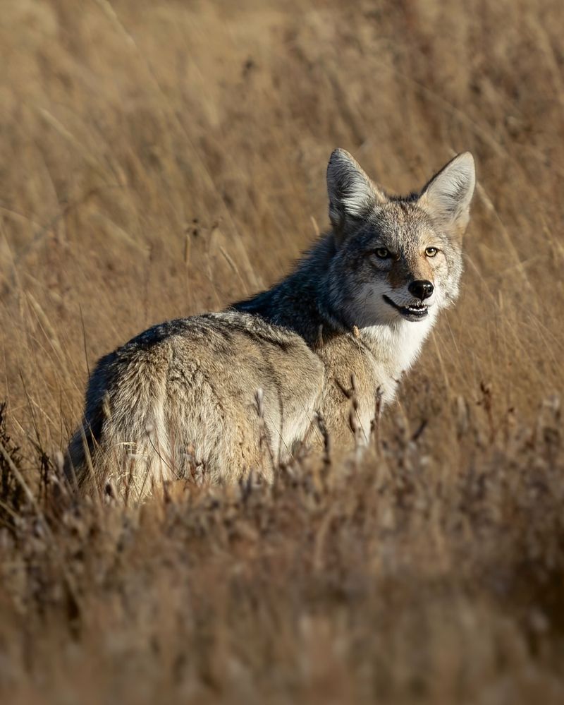 Coyote