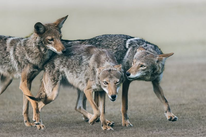 Coyotes