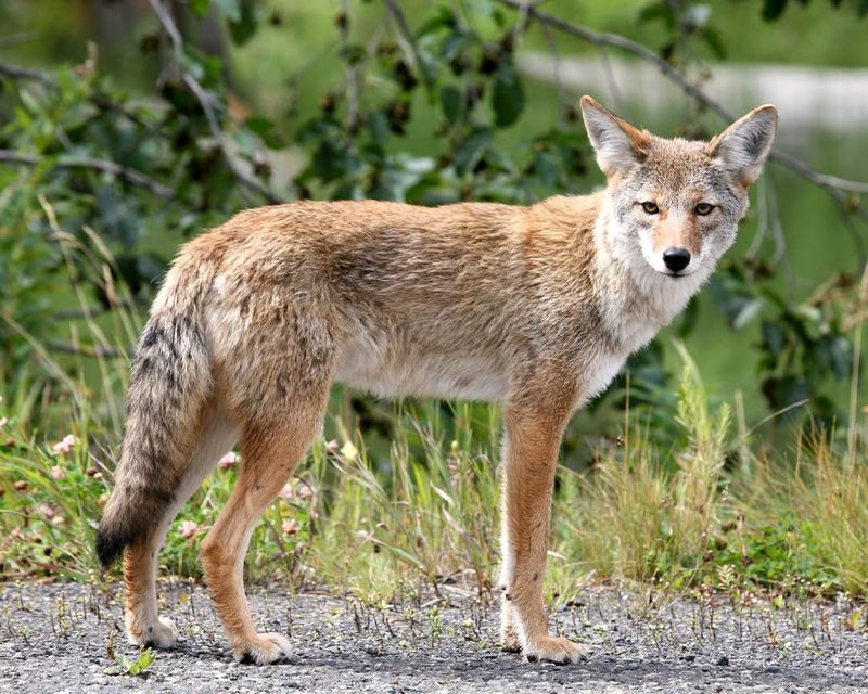 Coyotes