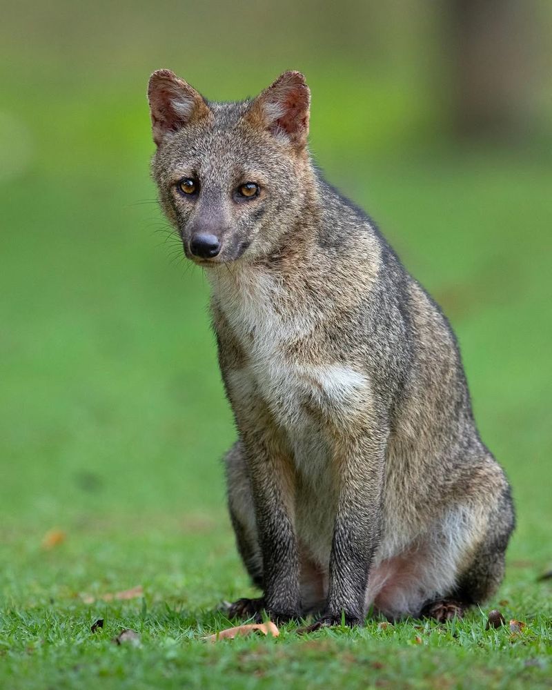 Crab-Eating Fox