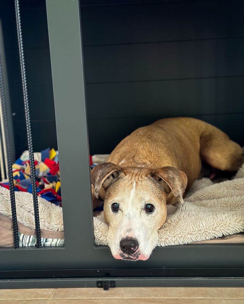 Crating Senior Dogs