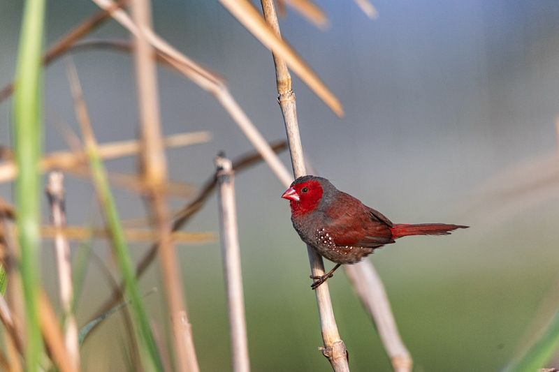 Crimson Finch