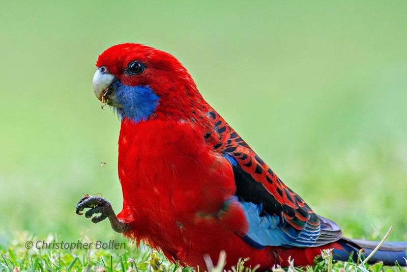 Crimson Rosella