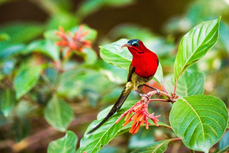 Crimson Sunbird