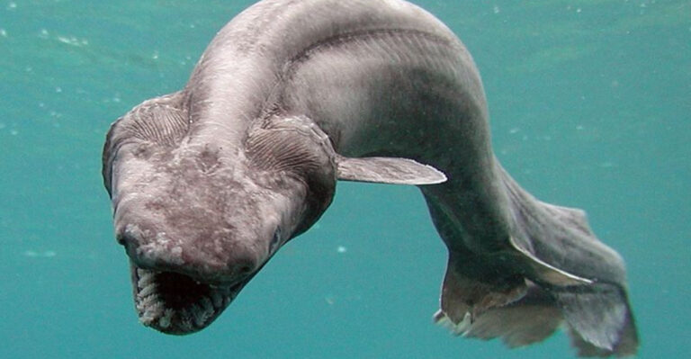 Critically Endangered: 12 Sharks On The Brink Of Extinction