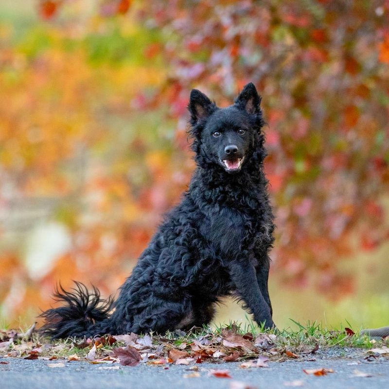 Croatian Sheepdog