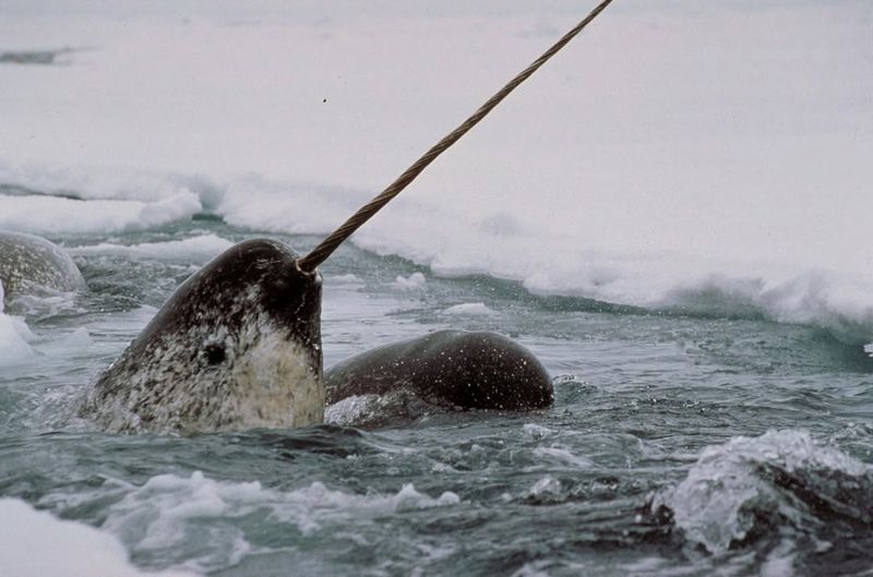 Narwhal – Long Tusk (For Hunting)