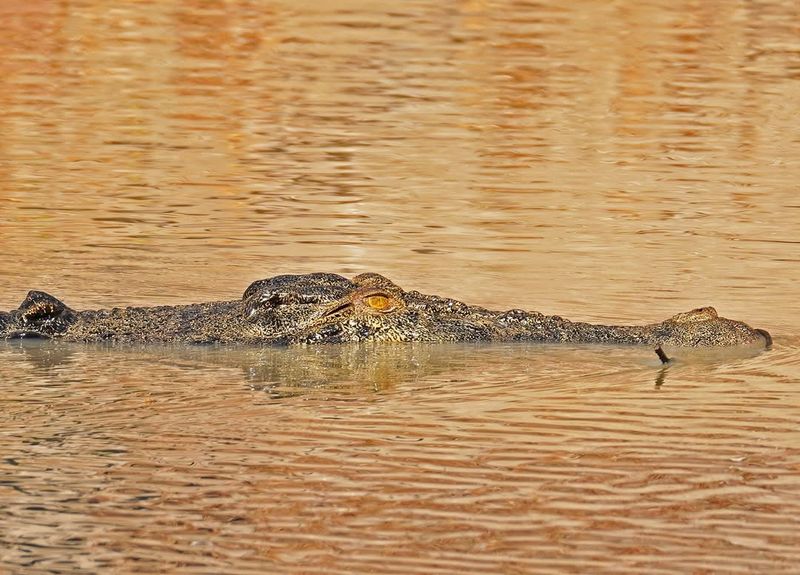 Crocodile Communication