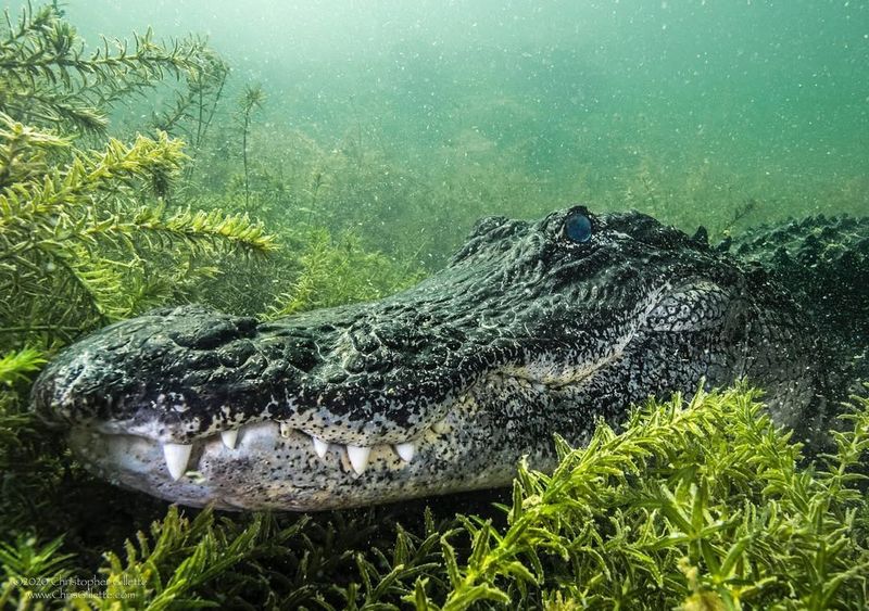 Crocodile Diet and Hunting Techniques