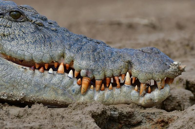 Crocodile Diet