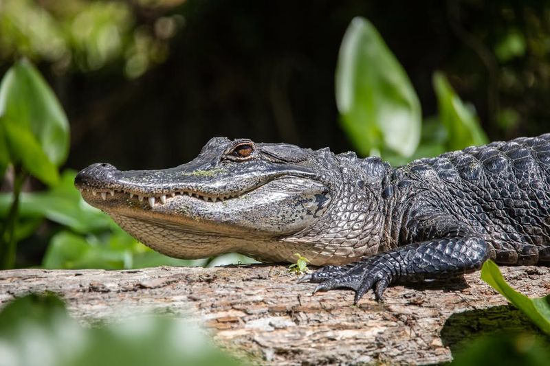 Crocodile Habitat Diversity