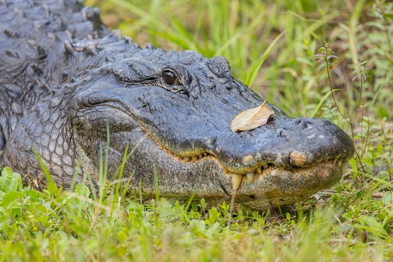 Crocodile Intelligence and Learning