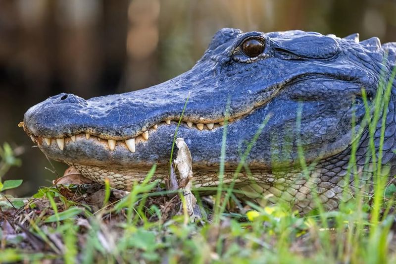 Crocodile Lifespan and Aging