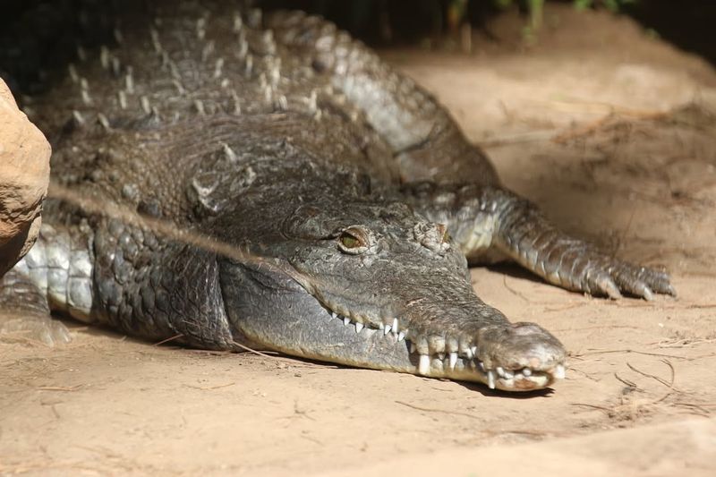 Crocodile Migration Patterns